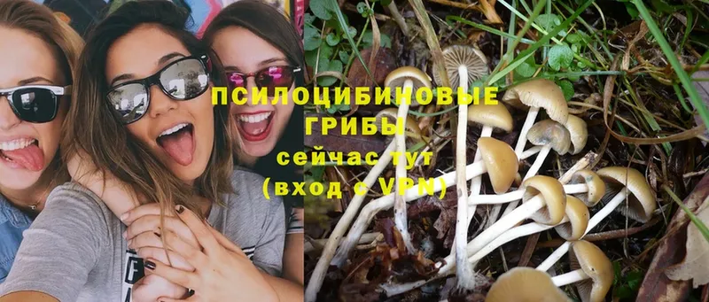 маркетплейс официальный сайт  Высоцк  Галлюциногенные грибы Magic Shrooms  OMG ONION 